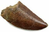 Serrated Raptor Tooth - Real Dinosaur Tooth #376397-1